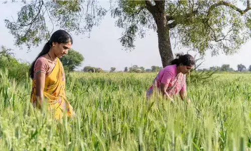 Tenant cultivators still await benefits like Rythu Bharosa Tenant cultivators still await benefits like Rythu Bharosa