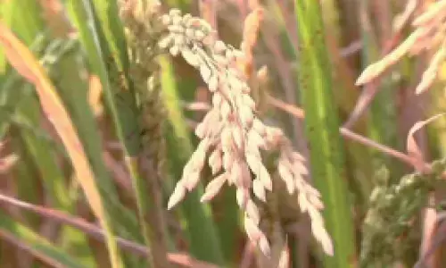 Farmers allege Rs1.87 crore crop fraud in Ballari, traders abscond