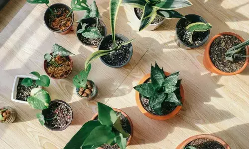 Indoor Plants That Naturally Keep Pests Away Indoor Plants That Naturally Keep Pests Away