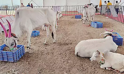 Gau Economics: The untapped revolution waiting in India’s villages