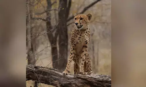 Milestone for first India-born cheetah Mukhi Milestone for first India-born cheetah Mukhi