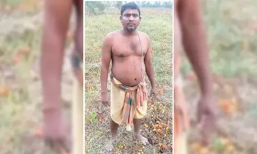 Ganjam’s tomato bounty becomes source of despair Ganjam’s tomato bounty becomes source of despair