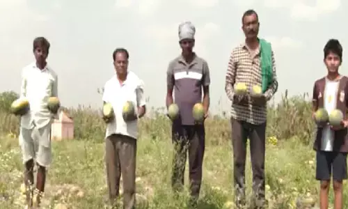 Watermelon prices crash in Bidar as Iran war hits exports