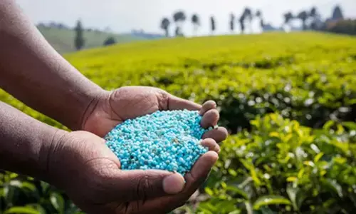 Adequate fertiliser stocks despite West Asia crisis, supply strains: Govt