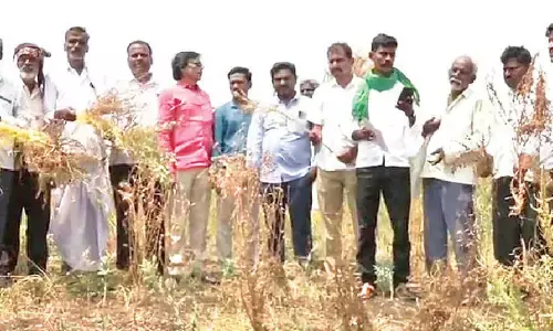 Farmers in Kalaburagi hit by ‘cuscuta’ disease, losses mount Farmers in Kalaburagi hit by ‘cuscuta’ disease, losses mount