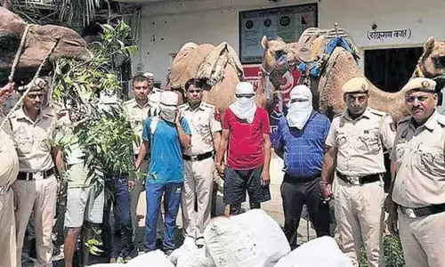 Camel trail to jail: Liquor smuggling racket busted