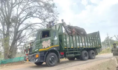 Elephant Gajendra relocated to safer camp following public appeal