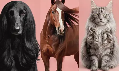 Dyson Beauty unveils its most unexpected innovation yet: the Dyson Beauty Pet Range