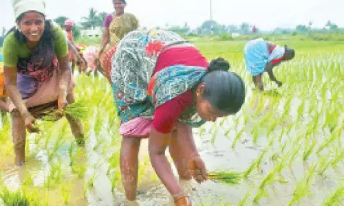 No shortage of pesticides, seeds for Kharif: Centre