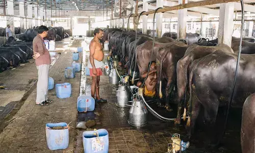 Engineering the Backbone of India’s Dairy Processing Sector