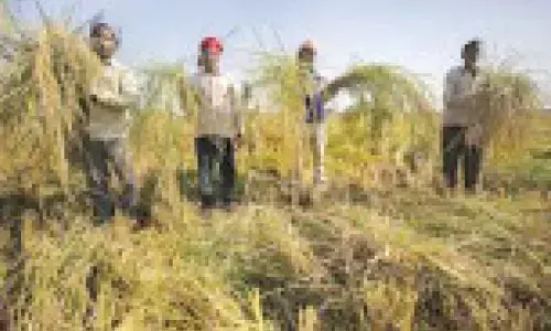 Yogi orders crop loss assessment, compensation for farmers after rains