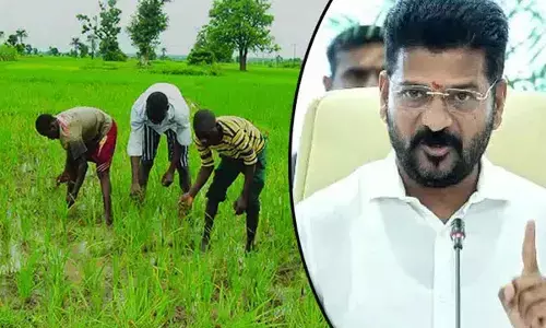 Shift to in-demand crops : Rs10k per acre for ‘no paddy farmers’
