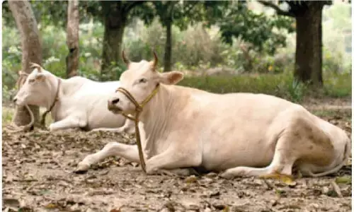 Heatwave alert: Farmers told to shield livestock