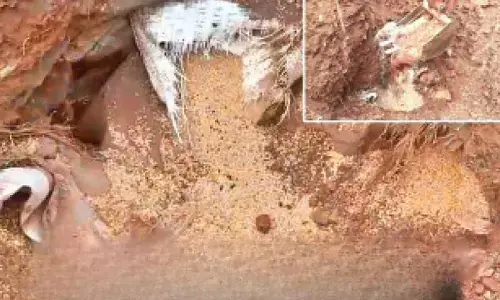 Food grains meant for students found buried in hostel
