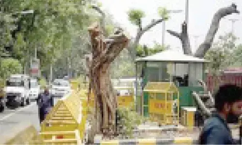 No tree felling without permission: U’khand HC