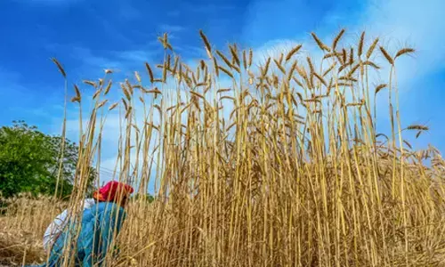 Food prices to rise further globally if West Asia crisis stretches beyond 40 days: FAO