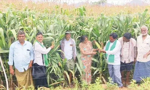 Spurious hybrid maize seeds leave ryots in distress