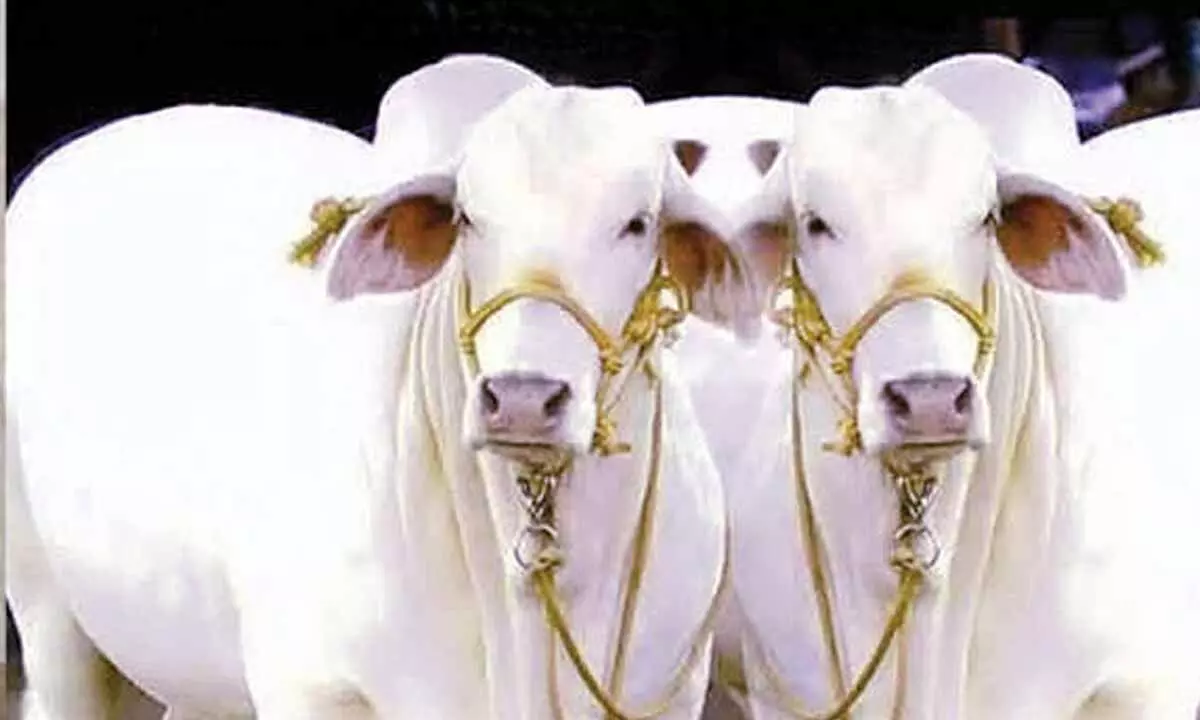 Rural India needs tax reform, not just schemes Rural India needs tax reform, not just schemes