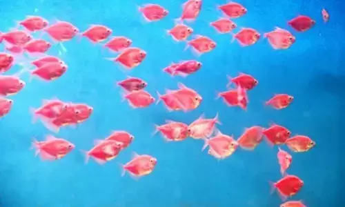 61-day fishing ban along Tamil Nadu coast from April 15 to protect marine resources