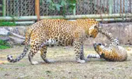 149 leopards died in MP in 14 months; accidents major cause