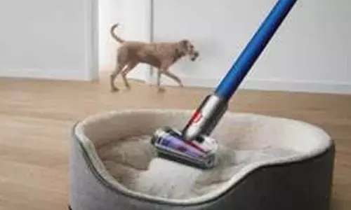 National Pet Day 2026: Go Beyond the Basics with 5 Simple Upgrades to Your Pet Care Routine