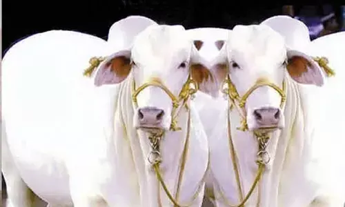 Rural India needs tax reform, not just schemes