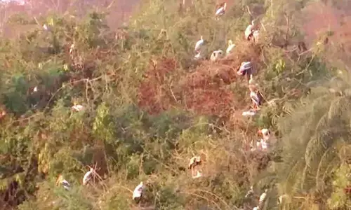 Siberian migratory birds transform Gargayapuram tank