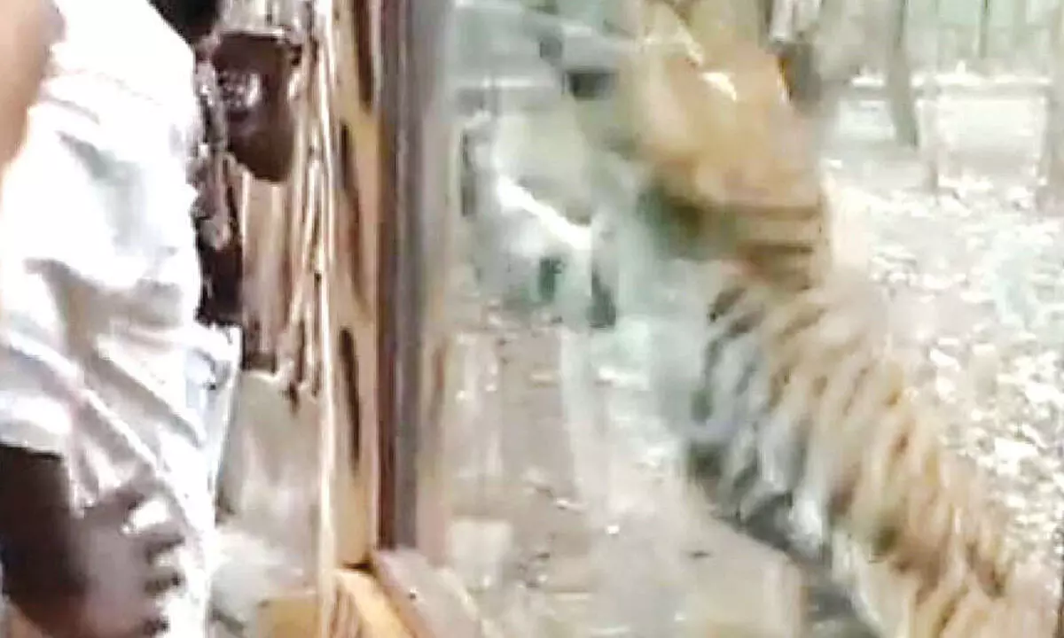 Viral video captures tiger’s aggressive charge Viral video captures tiger’s aggressive charge