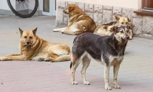 Dog Sterilisation ‘Scam’ Suspected In Madhya Pradesh After 795 Animal Organs Recovered