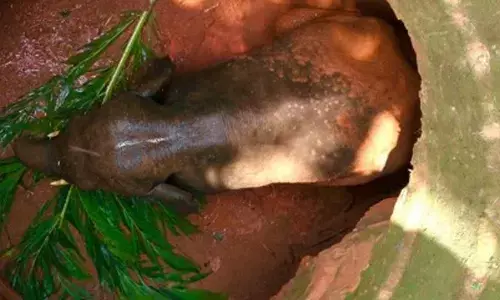 30-year-old lone tusker rescued from 20-ft-deep well in Karnataka’s Dakshina Kannada