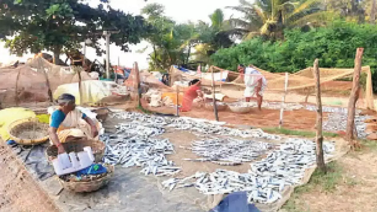State’s fisheries sector pushes for hygiene and value addition