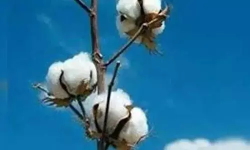 Cotton farmers told not to rush into sowing ops