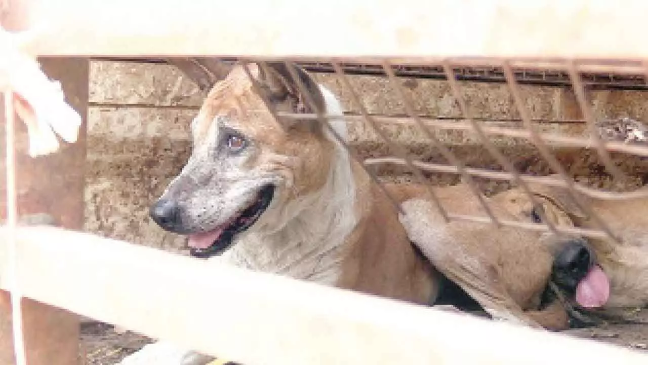 Vijayapura street dog poisoning case sparks outrage