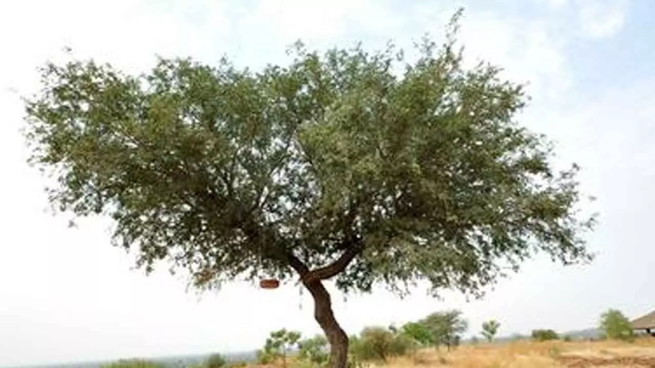 Rajasthan High Court Questions Khejri Tree Felling for Solar Projects ...