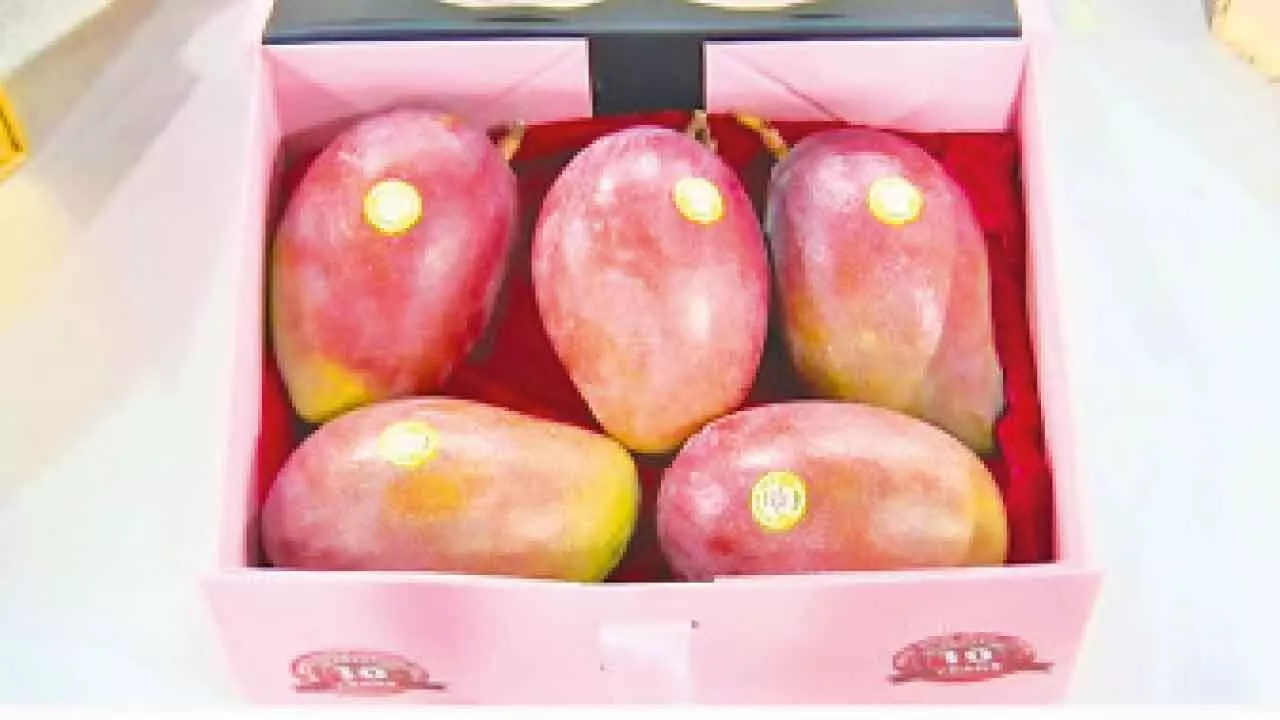 Koppal fruit exhibition: Miyazaki mango steals spotlight, sold at Rs 3,000 per kg