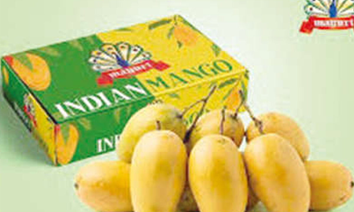 Indian mangoes make fresh entry in Seattle