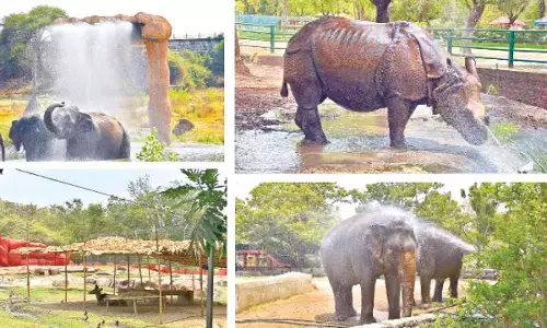 Summer safeguards: Zoo rolls out heat protection for wildlife