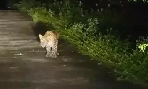 Leopard spotted in Srisailam Mandal Leopard spotted in Srisailam Mandal