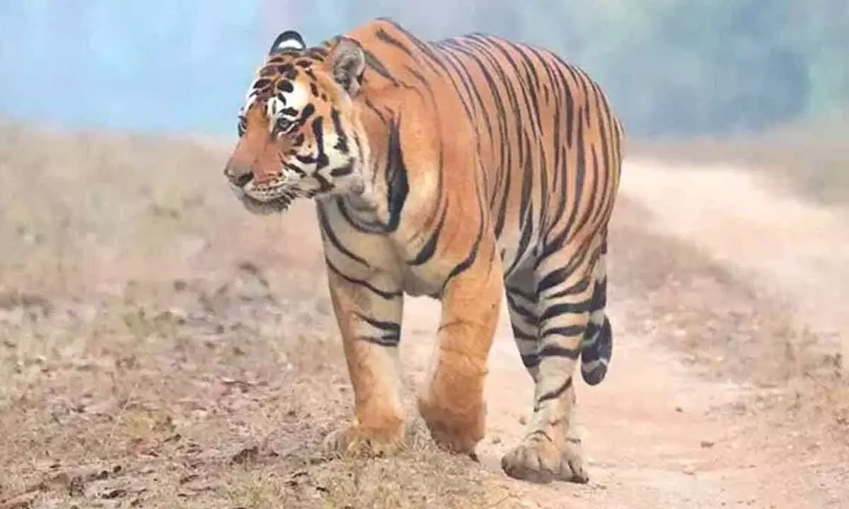 Special teams deployed for safe capture of tiger