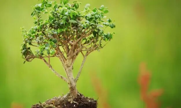 How AI Is Making Bonsai More Accessible for Beginners in Italy