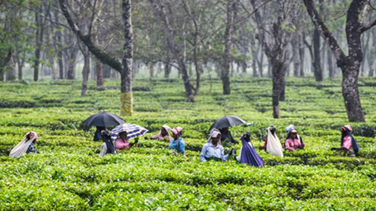 Nepal: Tea producers shut factories, say India's strict import rules complicating exports