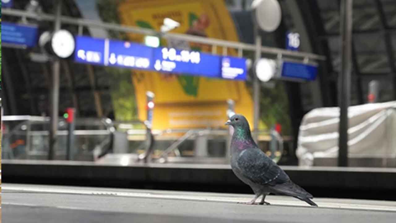 Australian govt confirms first mainland case of H5N1 bird flu strain