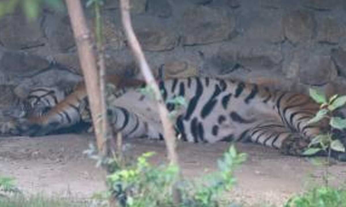 Nepal's Central Zoo closed after confirmation of bird flu