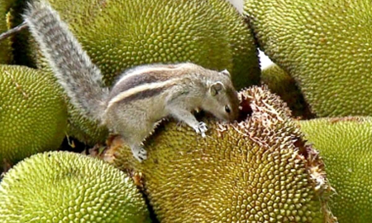 'From poor man’s fruit to health food': Kerala plans push for jackfruit, highlight medicinal value