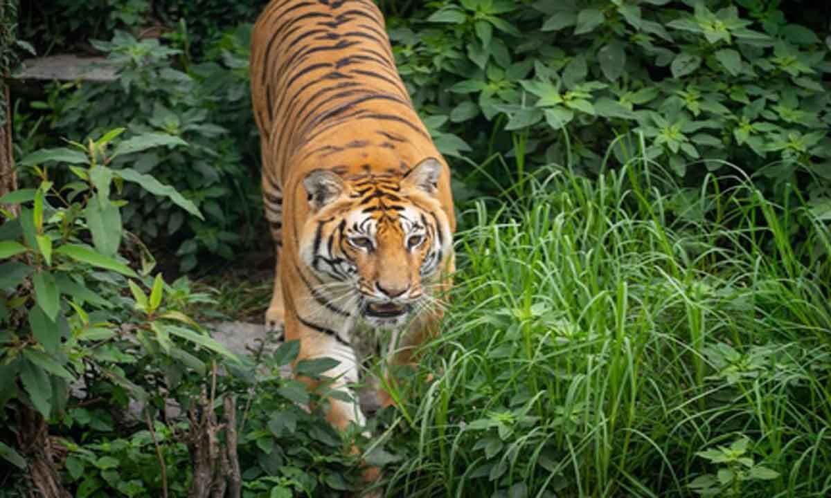 Nepal to build first-ever tiger sanctuary to promote eco-tourism