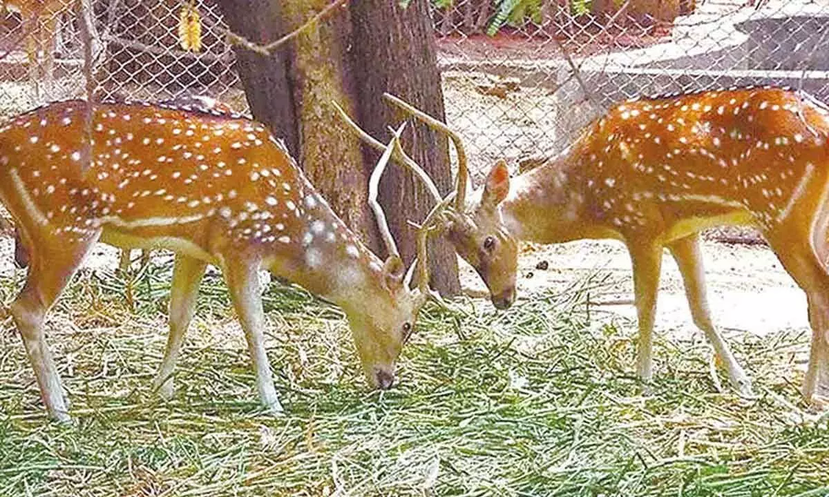 Dibbanadoddi set for a major nature makeover