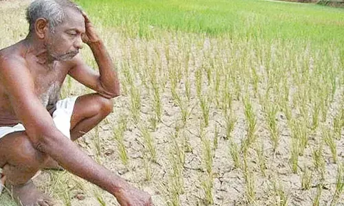 El Nino-induced dry spell puts AP’s Kharif at risk