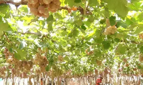 Grape theft shocks Chikkaballapur farmers; produce worth ₹3 lakh stolen overnight Grape theft shocks Chikkaballapur farmers; produce worth ₹3 lakh stolen overnight