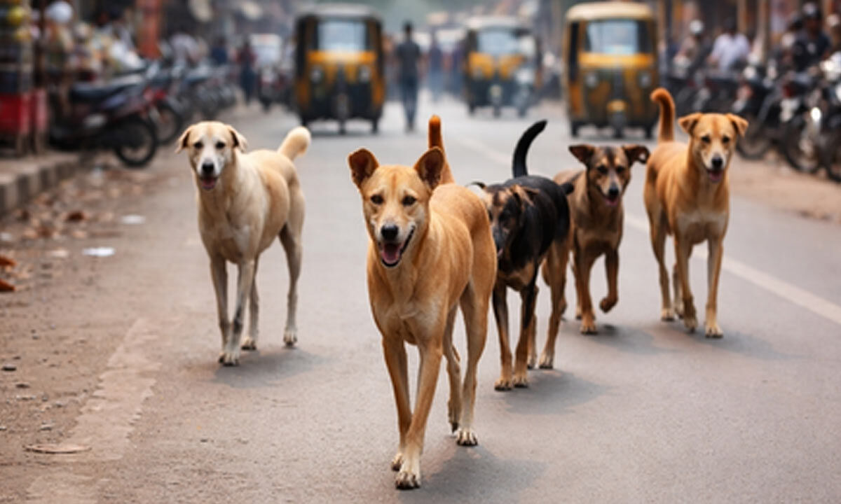 Chhattisgarh: Civic body launches stray dog control drive after death of 5-year-old in Korba