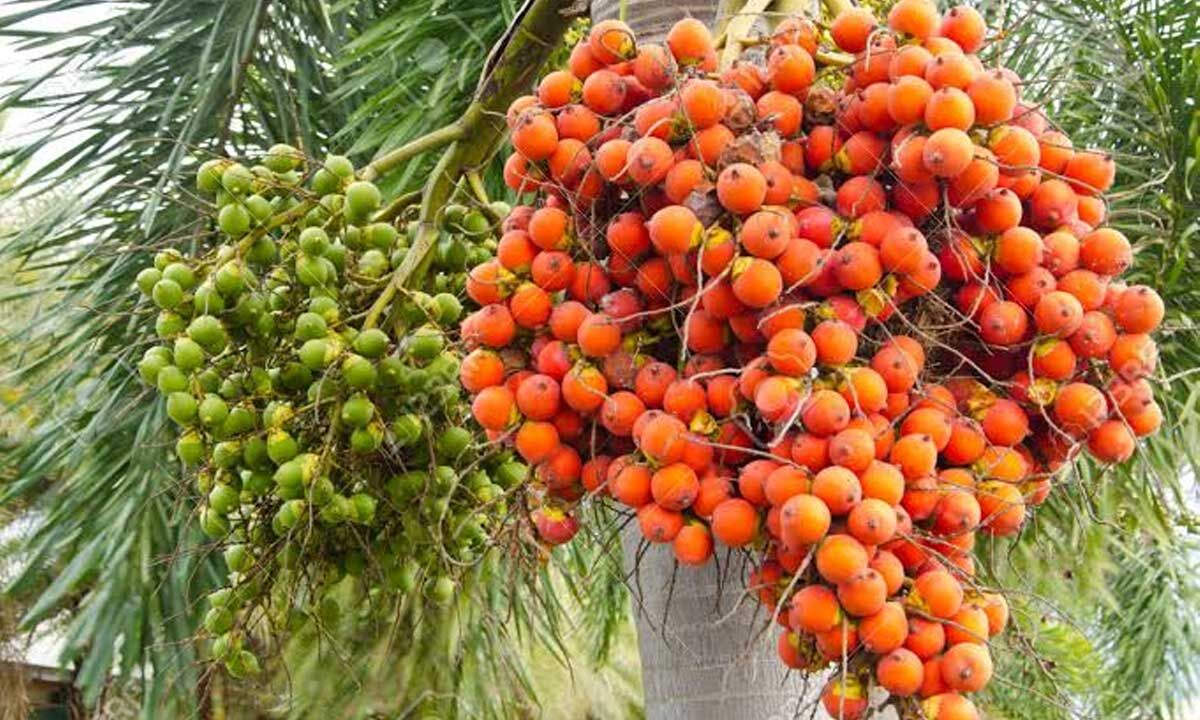 Centre urged to launch study on arecanut diseases